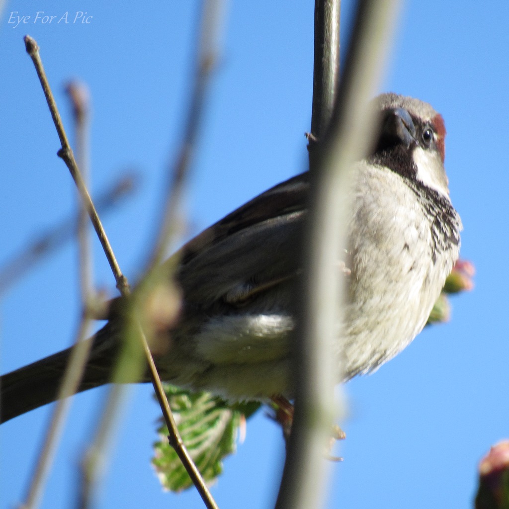 Garden - male house sparrow 
