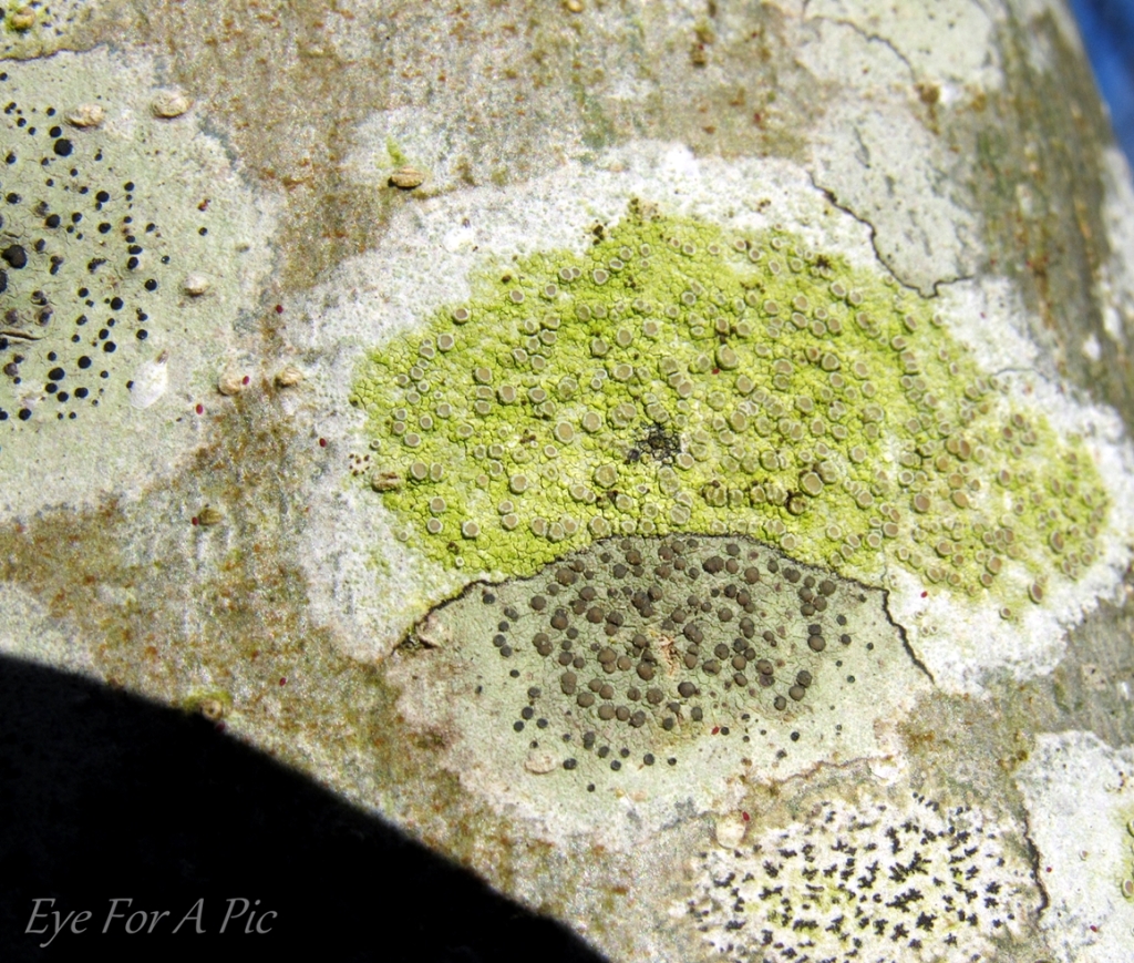 Possibly four types of crustose lichen on rowan tree bark