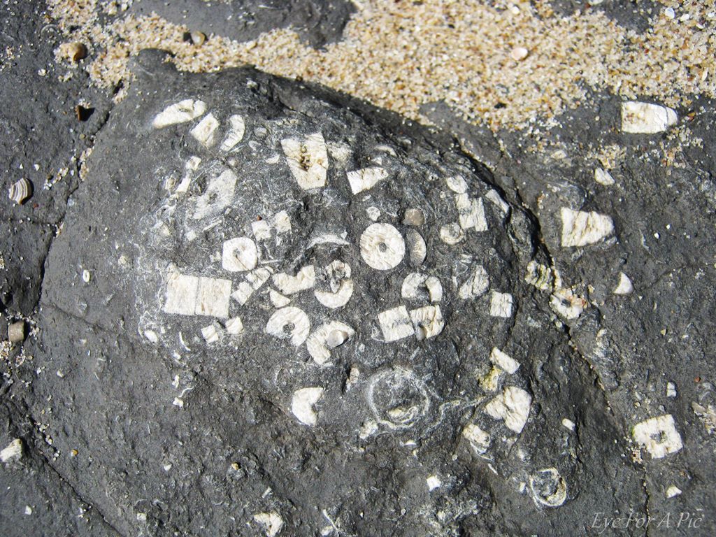 Crinoid Fragments from the Second Hosie Limestone