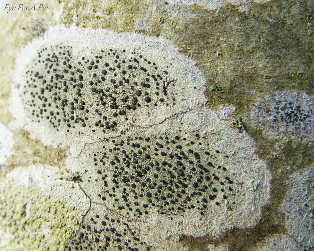 Crustose Lichens on Rowan Tree Trunk