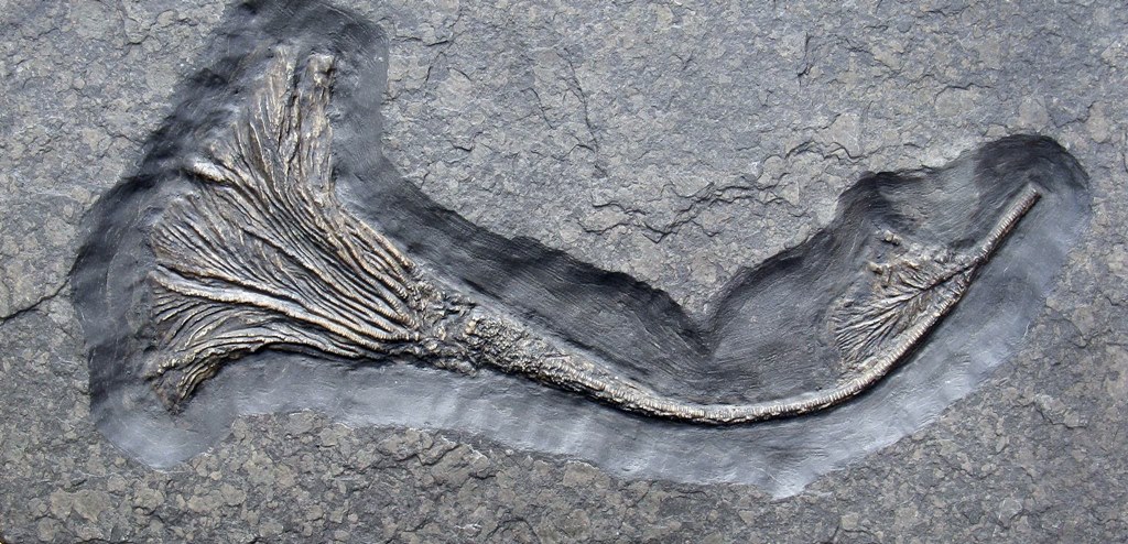 Example of a Museum Fossilised Crinoid-Sea Lily