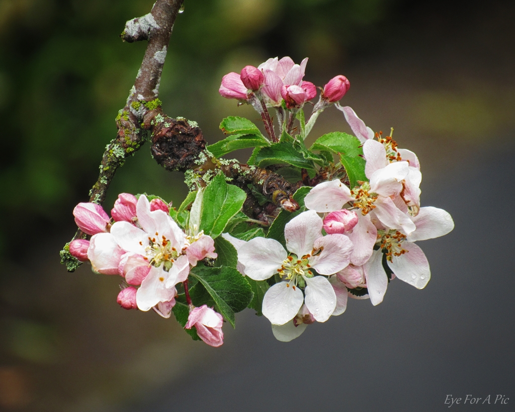 Garden Apple Blossom