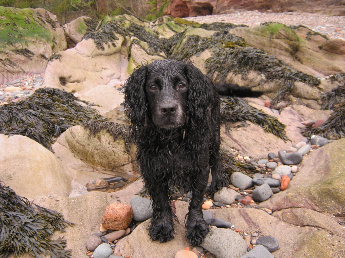 A Bedraggled Friend on Ravenscraig Beach