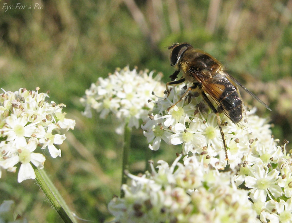 Bumble Bee Mimicking Hoverfly on Hogweed